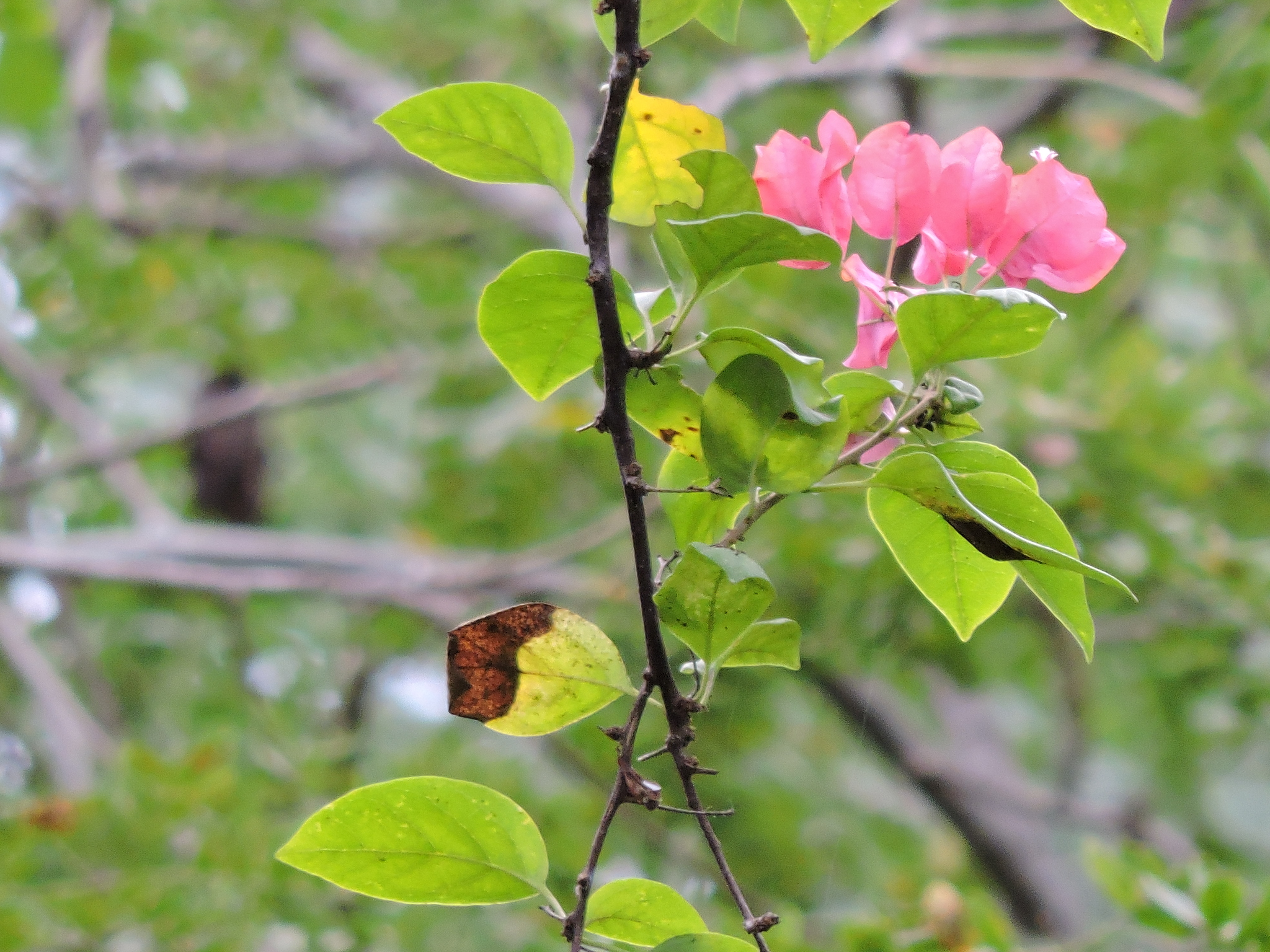 Bougainvillea image