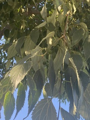 Celtis australis