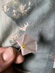 Convolvulus arvensis