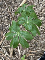 Podophyllum peltatum