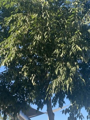 Celtis australis