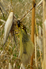 Libelloides longicornis