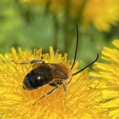 Eucera longicornis