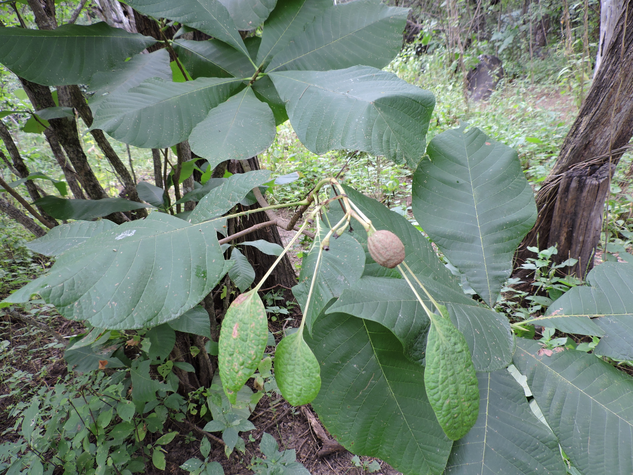 Simira ecuadorensis image