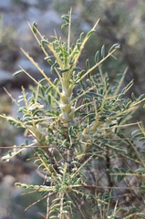 Astragalus gummifer