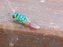 Chrysis comparata
