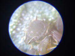 Aphis