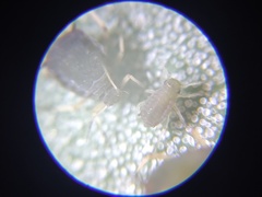 Aphis