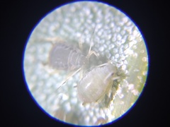 Aphis