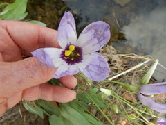Eustoma russellianum