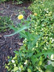 Sonchus