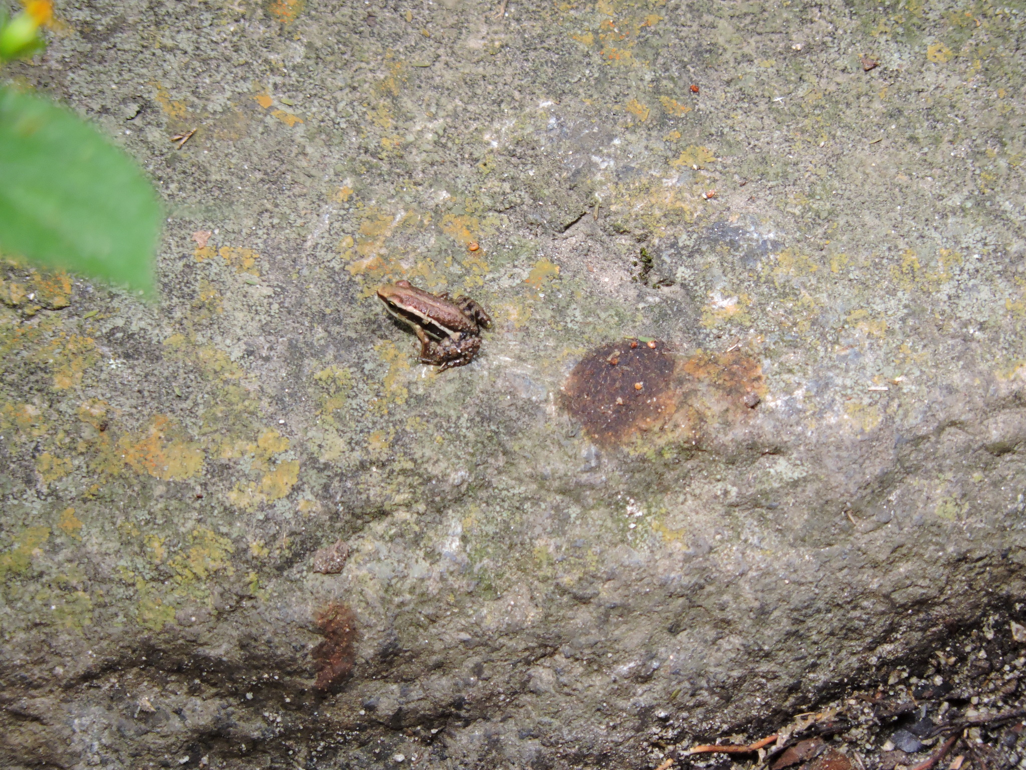 Epipedobates image