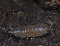 Protracheoniscus fossuliger