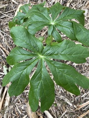 Podophyllum peltatum