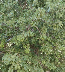 Prunus ursina