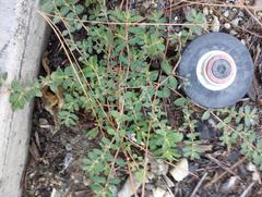 Euphorbia