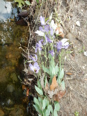 Eustoma russellianum