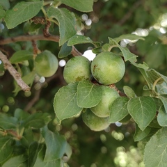 Prunus ursina