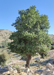 Prunus ursina