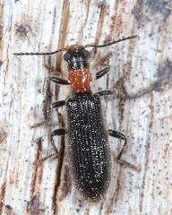 Cymatodera bicolor