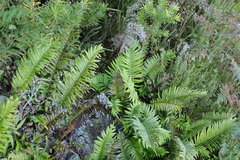 Blechnum capense