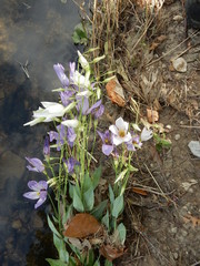 Eustoma russellianum