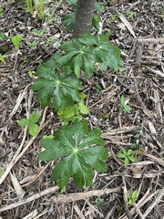 Podophyllum peltatum