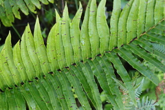 Blechnum capense