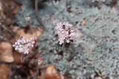 Eriogonum kennedyi austromontanum
