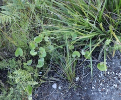 Centella eriantha