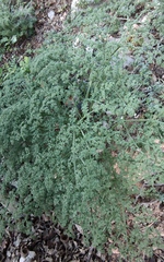 Ferulago trachycarpa