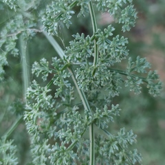 Ferulago trachycarpa