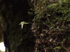 Bulbophyllum drymoglossum