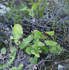 Centella eriantha