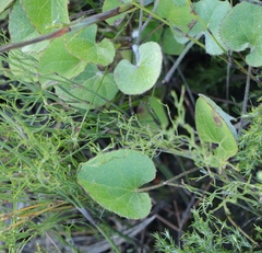 Centella eriantha