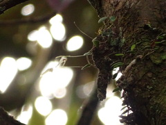 Bulbophyllum drymoglossum
