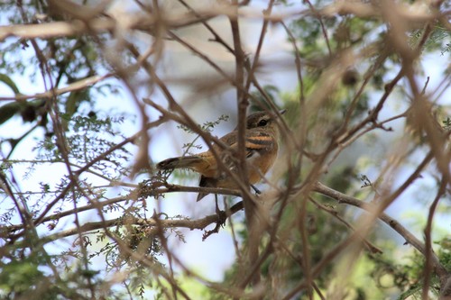 Rufescent Flycatcher (Myiophobus rufescens), photo 3