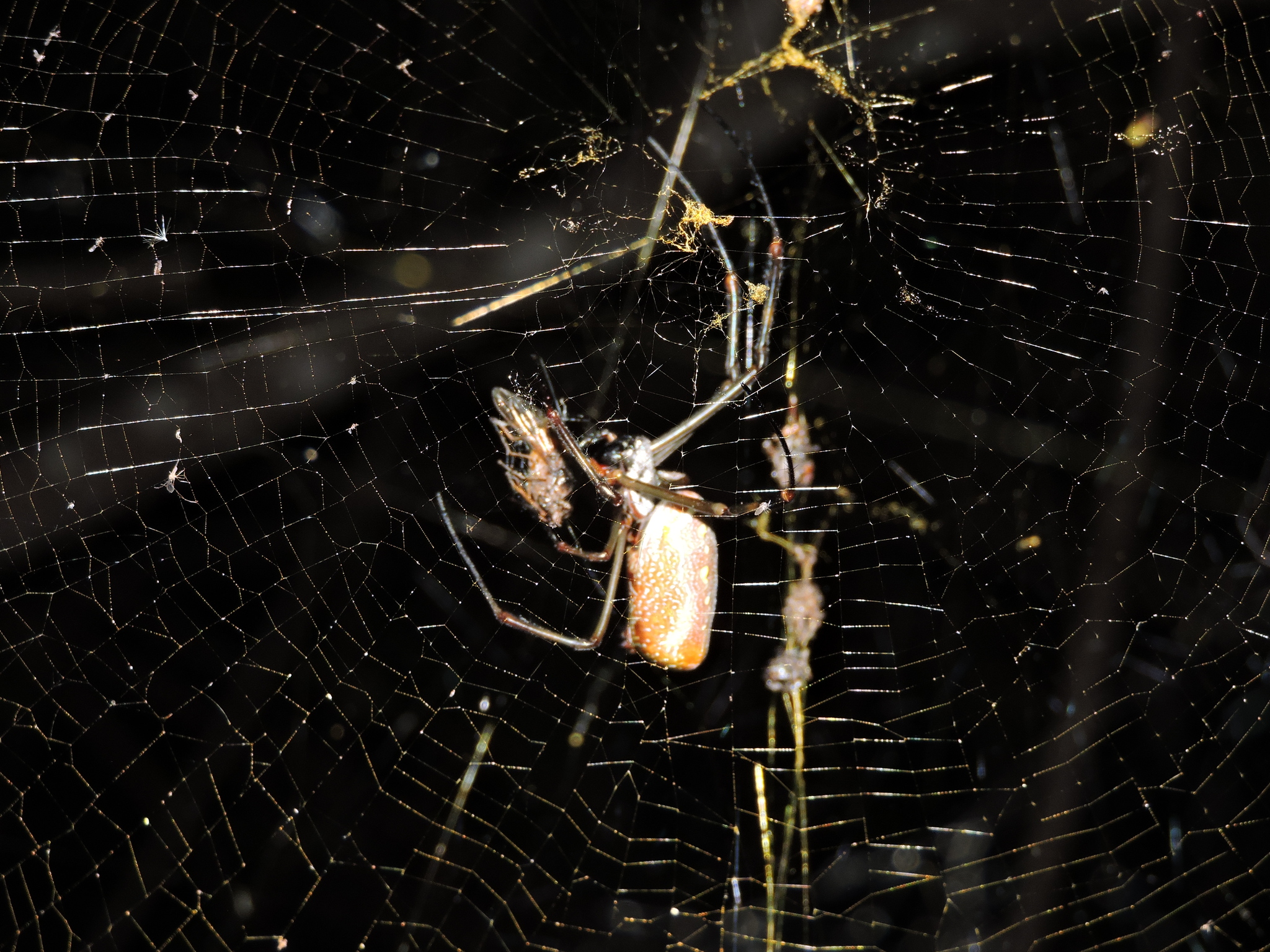 Trichonephila clavipes image