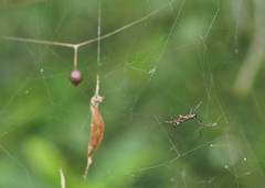 Argyrodes fissifrons
