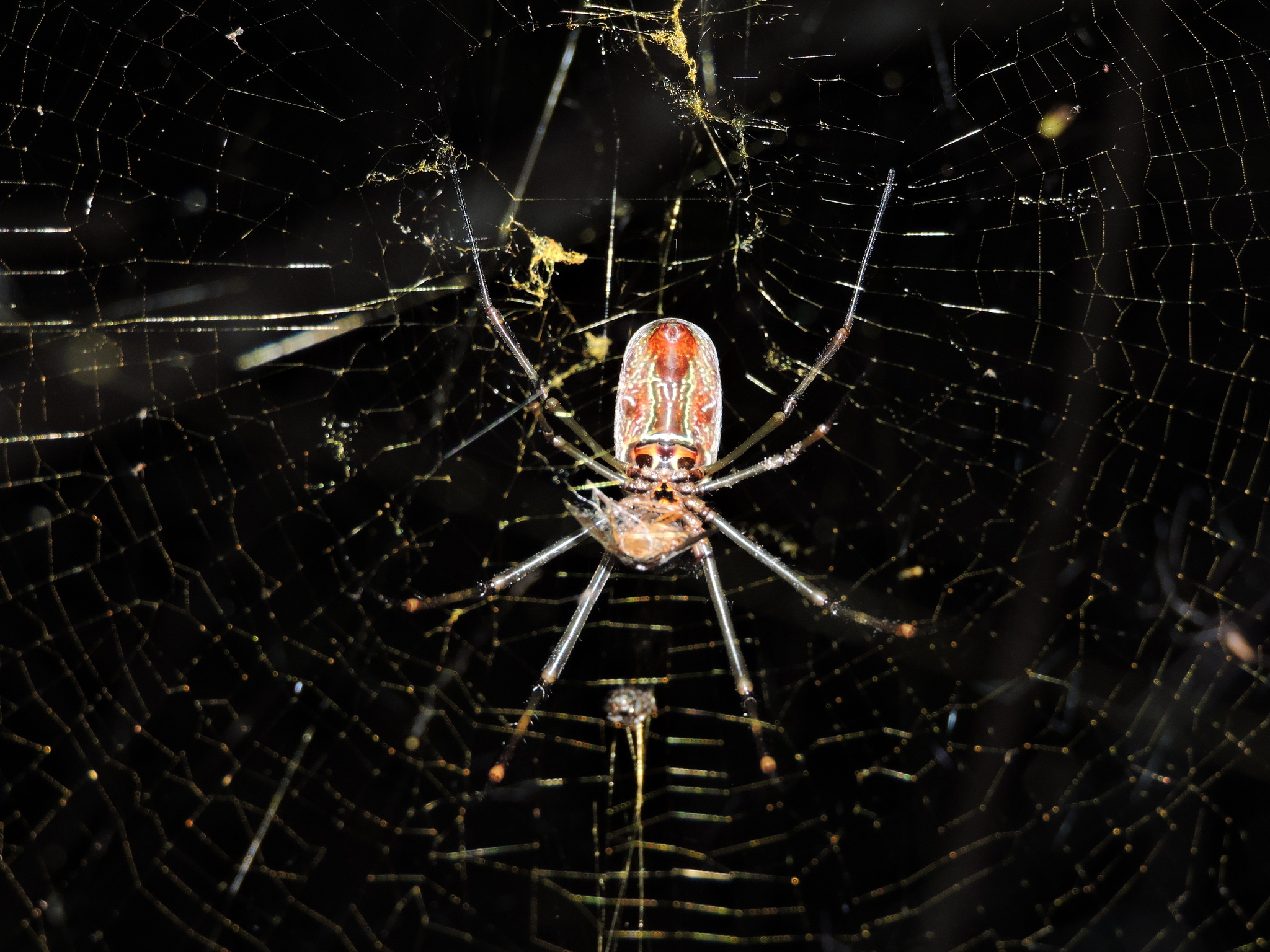 Trichonephila image