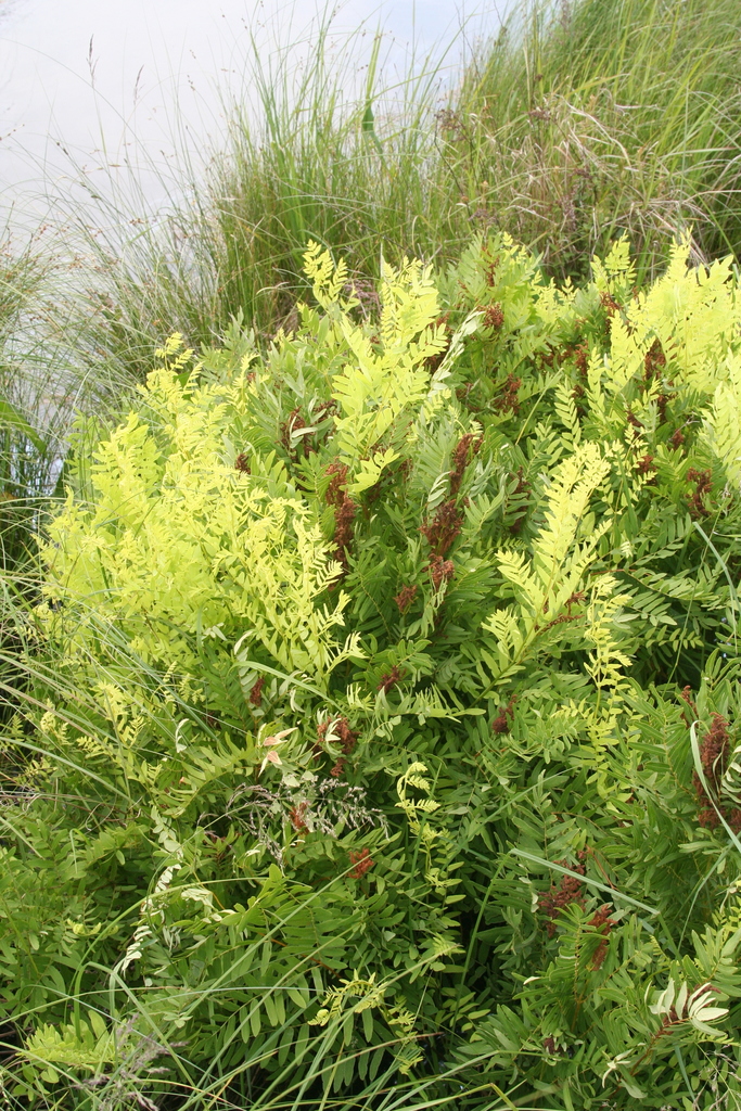 American Royal Fern from Fish Lake Wildlife Area, Grantsburg,