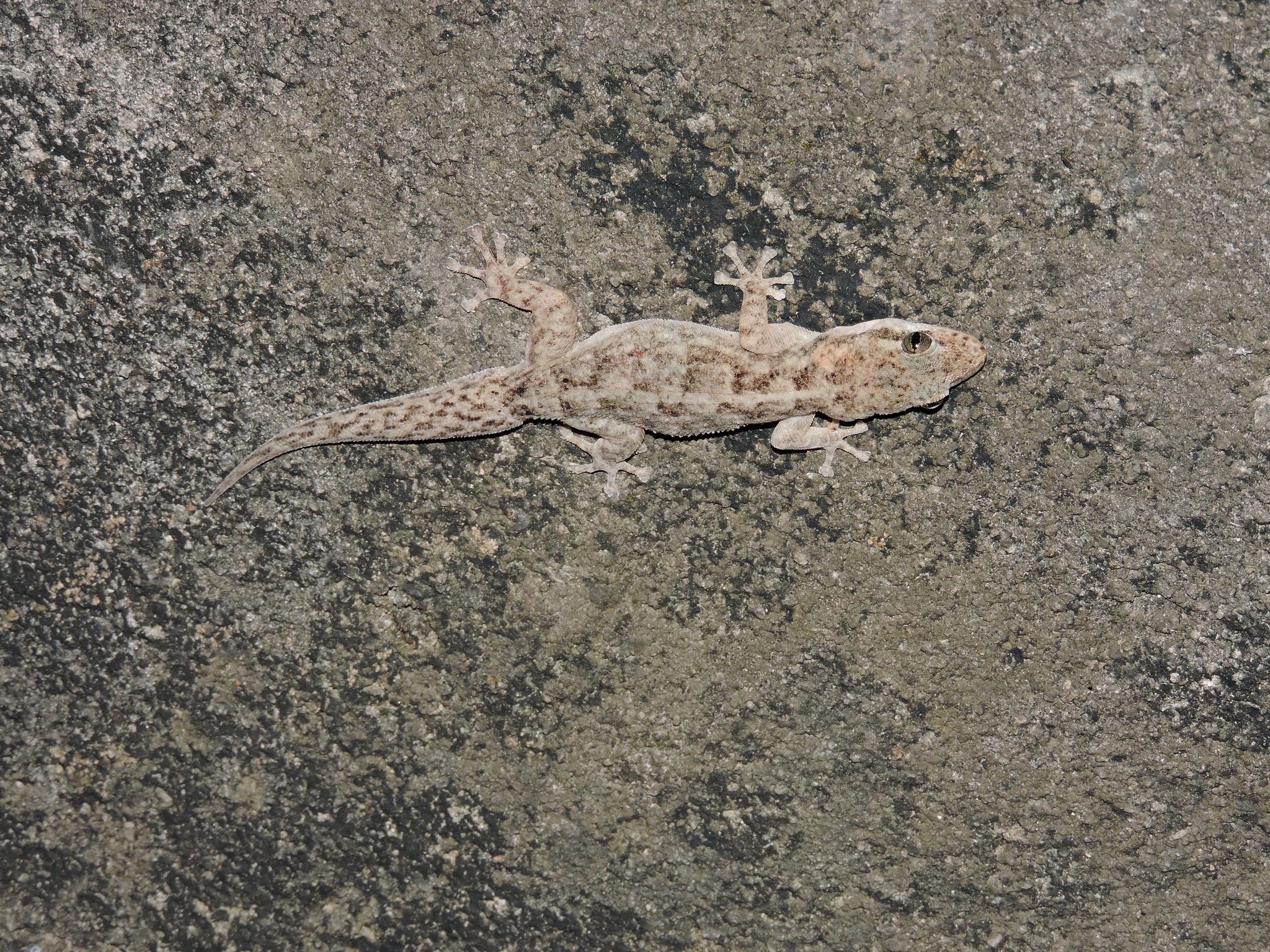 Phyllodactylus image