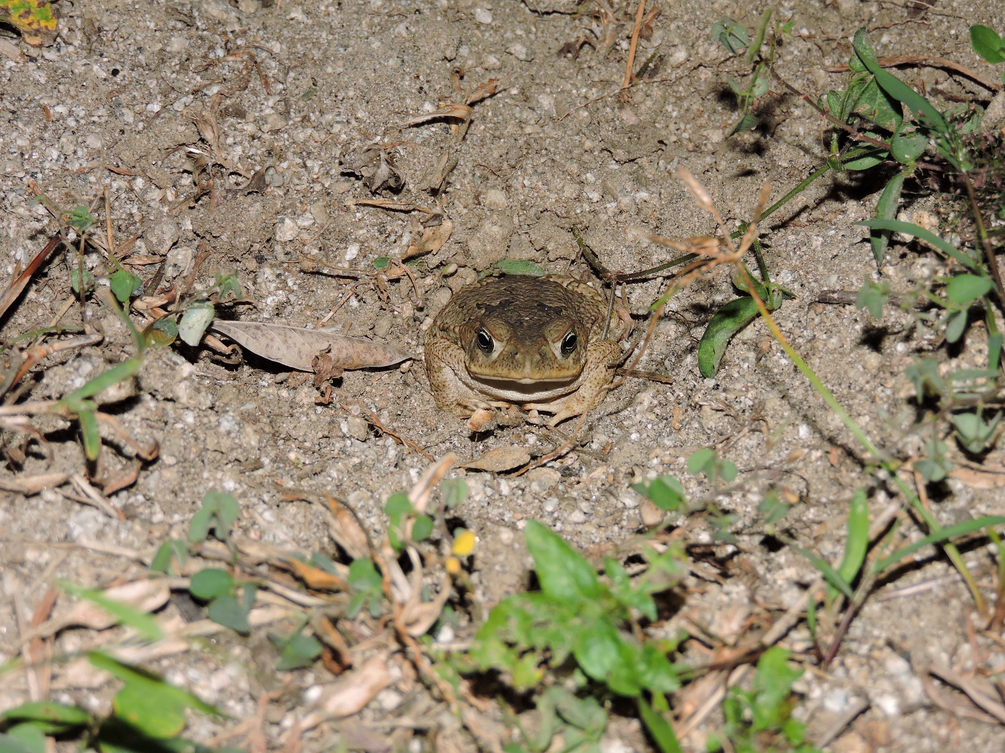 Rhinella image