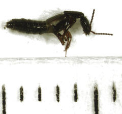 Phacophallus parumpunctatus