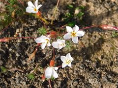 Oxalis pardales