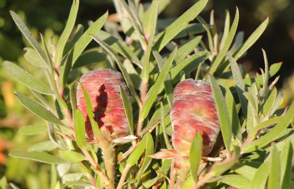 Gumeniqua Conebush