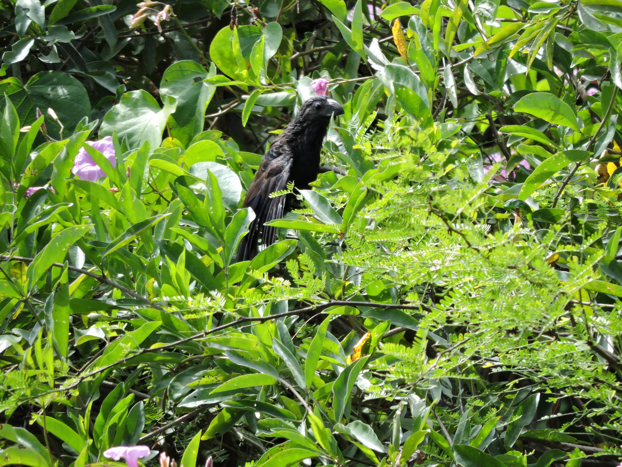 Crotophaga sulcirostris image