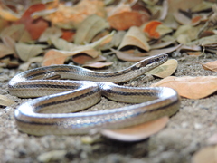 Coniophanes dromiciformis