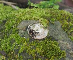 Plectotropis mackensii