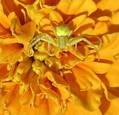 Thomisidae